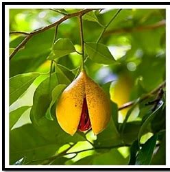 what is javitri in english|JAVITRI (MACE SPICE) – Ishan Ayurvedic Medical College and Researc.